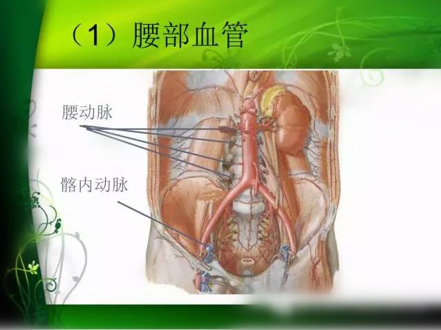 彩图腰部解剖学重要的特点