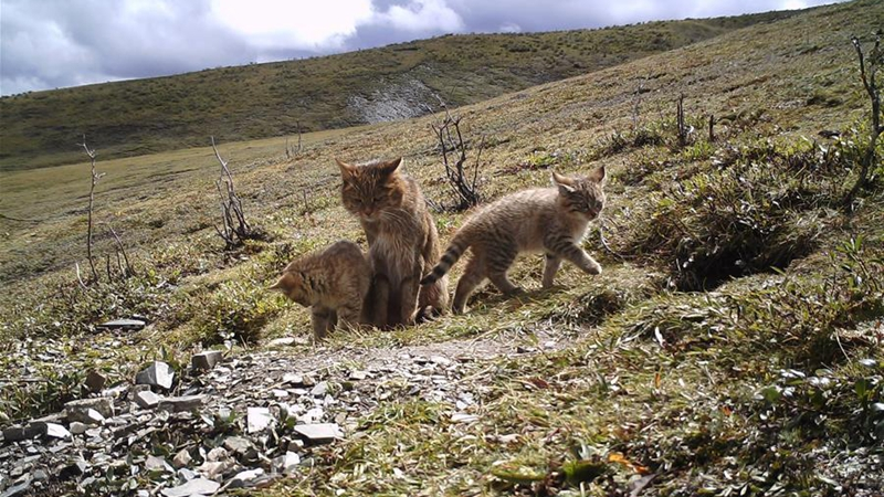 在猎食能力方面荒漠猫在自然环境之中简直是如同bug般的存在