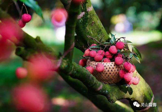 2019灵山荔枝节大吉大荔大灵山好山好水好风光