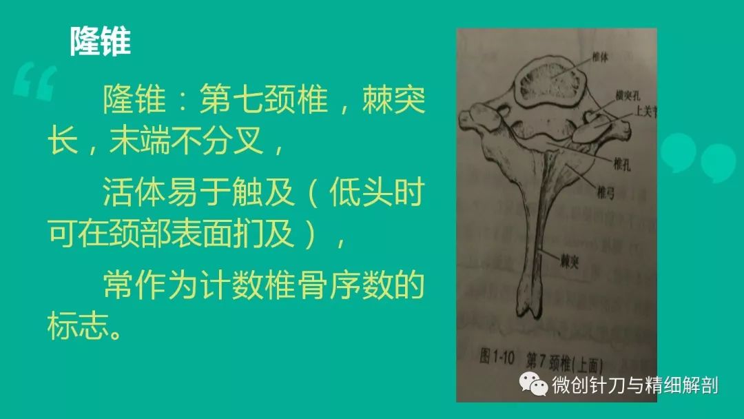 頸椎病的解剖學基礎與診斷