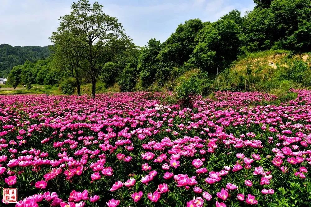 文旅金寨吴家店白芍花海美翻了