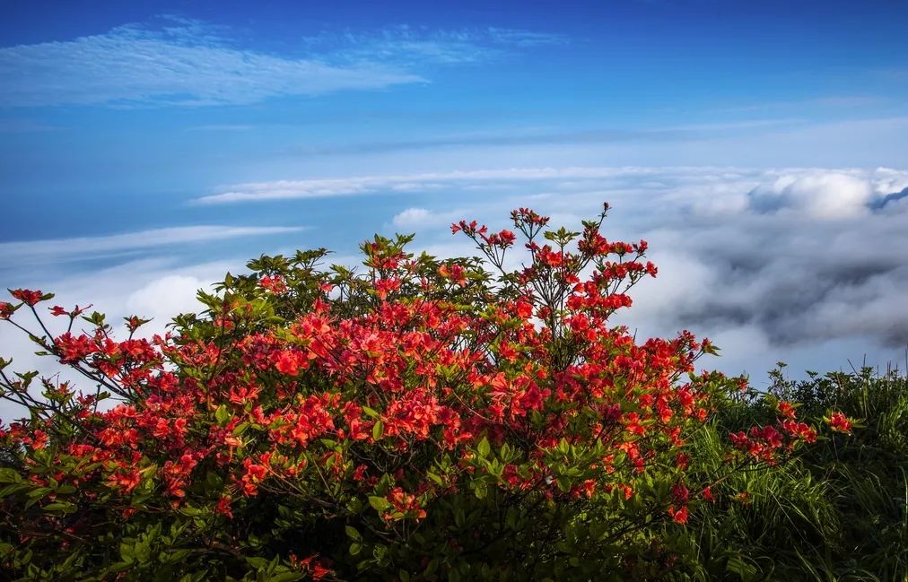 美爆了~不出广西也能看到杜鹃花海啦!_猫儿山