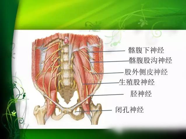 彩图腰部解剖学重要的特点