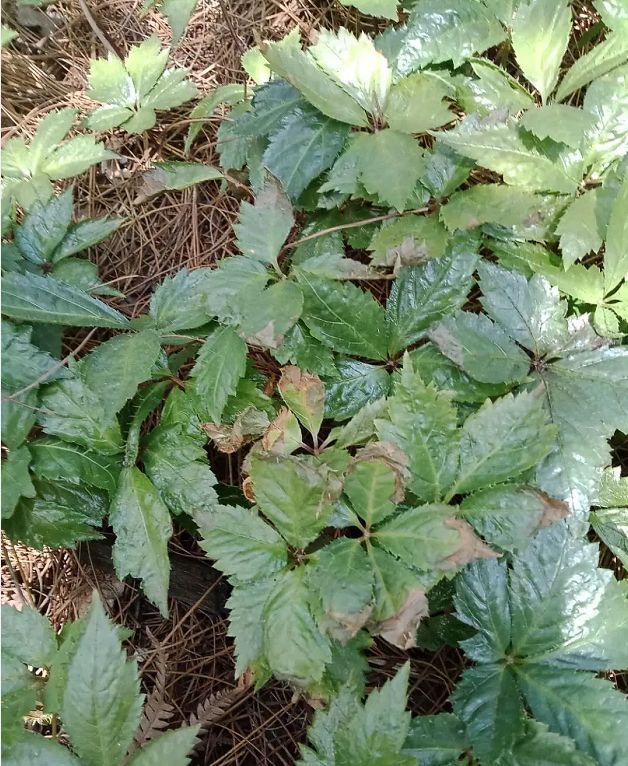 老天你再不下雨三七要死光了