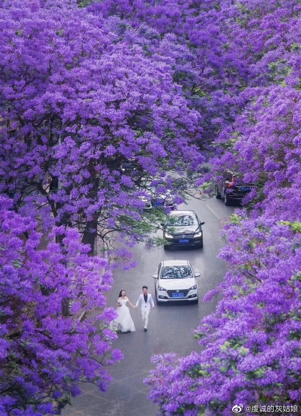 赞美蓝花楹的美图片