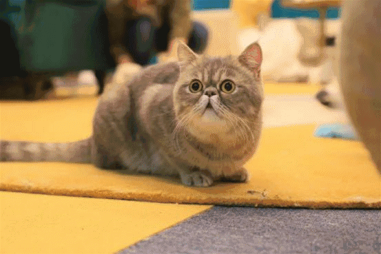 矮脚猫届时还会有好看的猫展以及猫选美活动哦在国大城市广场有一场