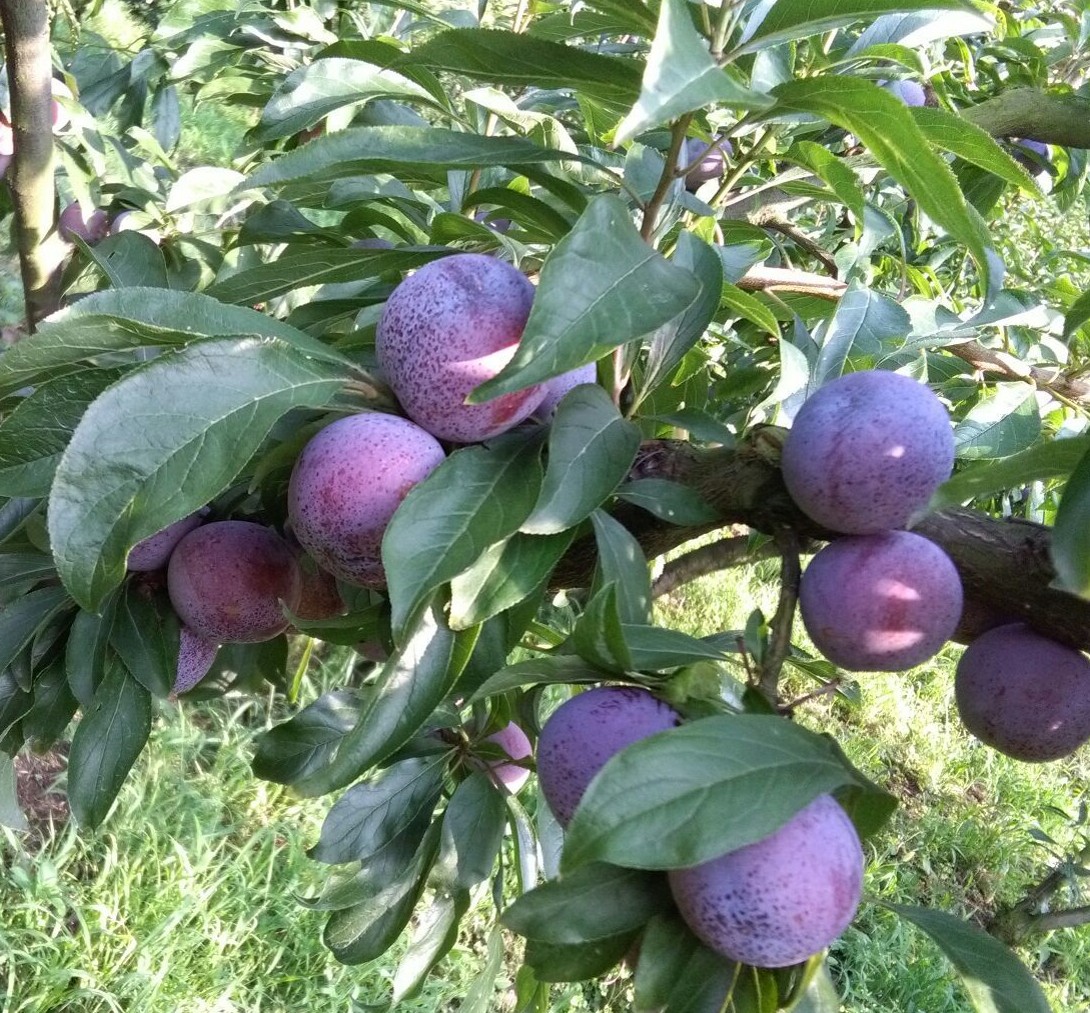 三,施肥技术1,基肥:基肥是较长时期提供给果树养分的基本肥料.