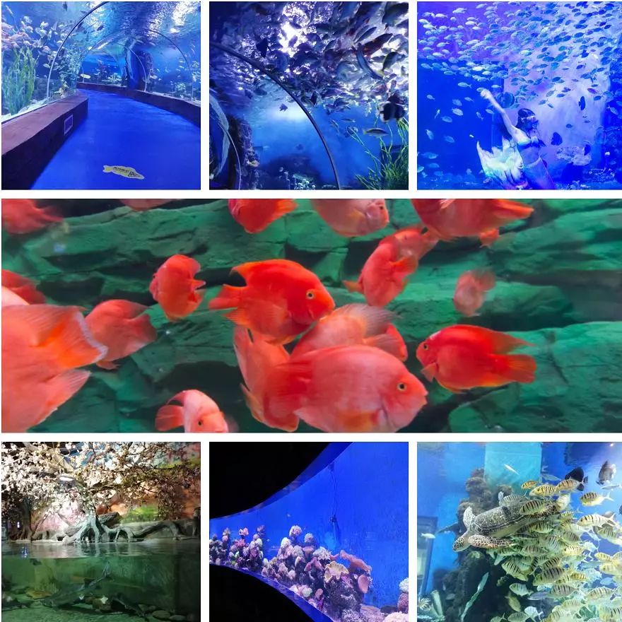 母亲节来了昆明花都海洋世界推出花漾之旅