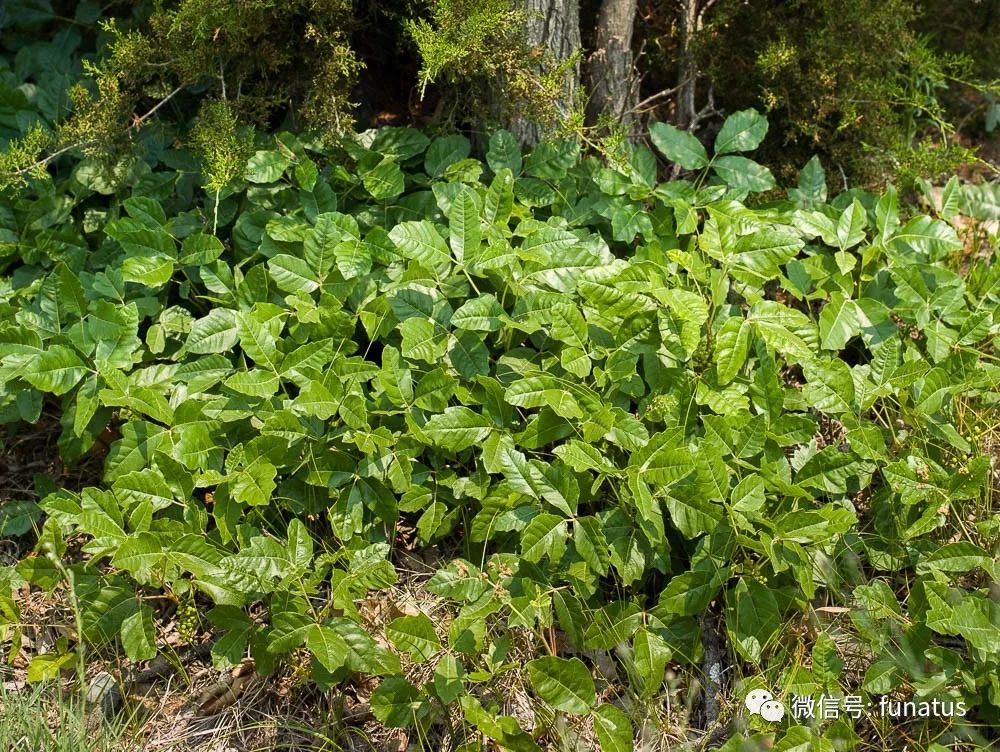 户外活动的威胁无处不在的毒藤poisonivy和其它有毒植物总558期