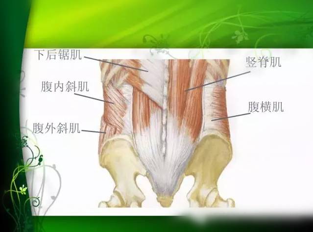 彩图腰部解剖学重要的特点