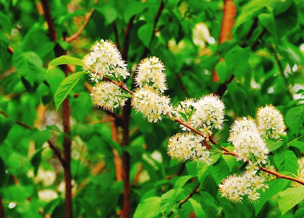 花开师大之紫叶稠李_植物