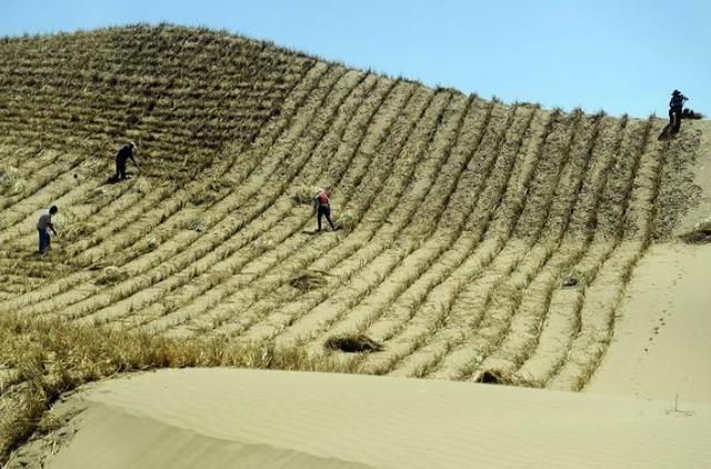 黄河几字区域有三大沙漠毛乌素沙地被治理了剩下的该何去何从