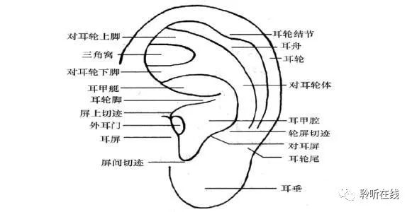 外耳道在哪个位置图片图片