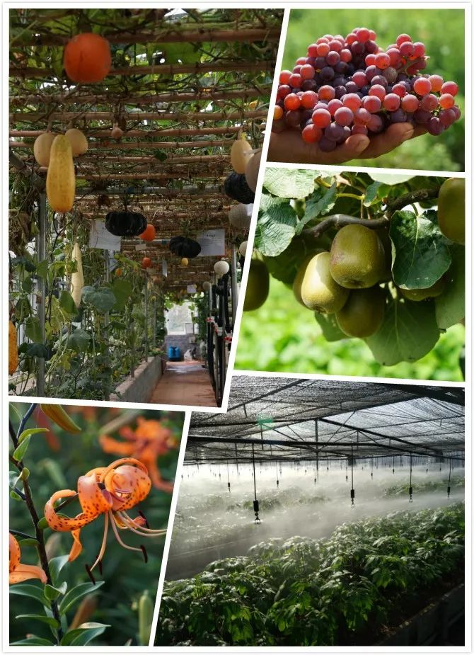 杏林大观园时令水果陆续成熟五月开始开启采摘模式