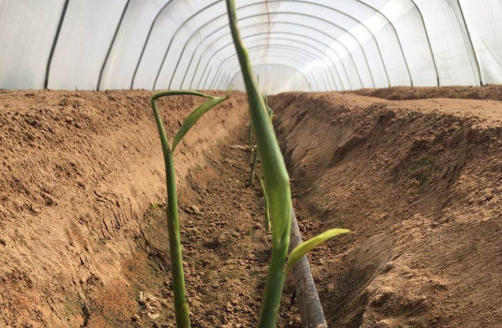 专家读生姜出苗不整齐原因何在