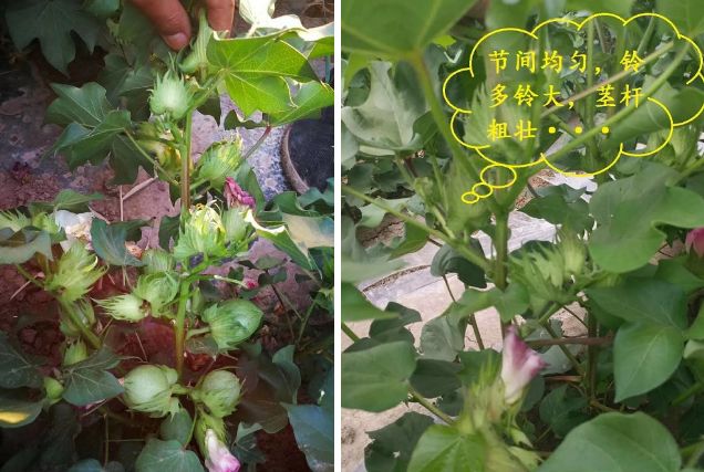 胺鲜酯可调控营养分流,甲哌鎓为内吸性植物生长延缓剂,合适剂量下,有