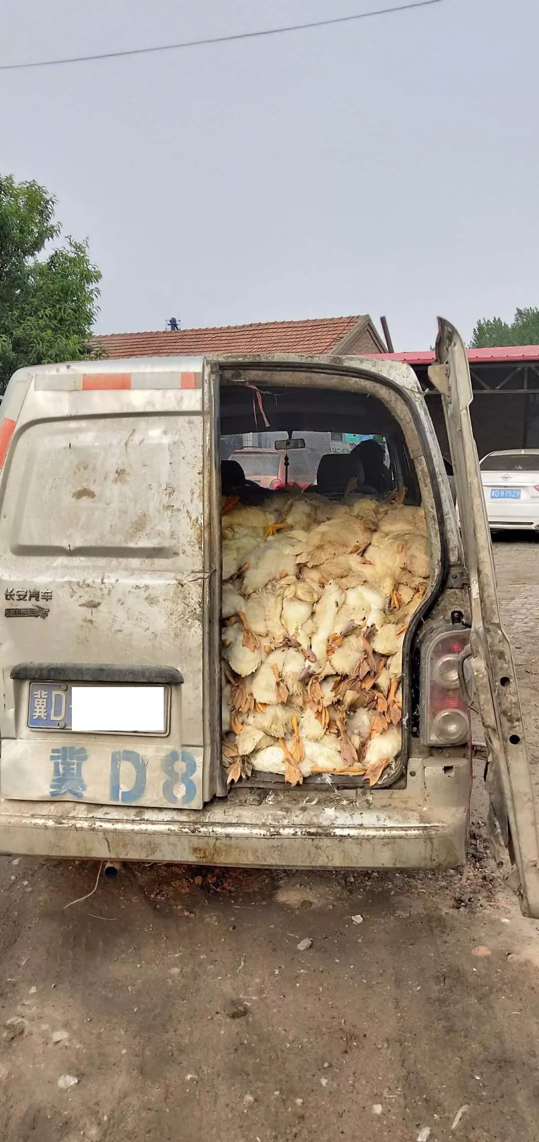 曲周交警查获上千只死鸭子