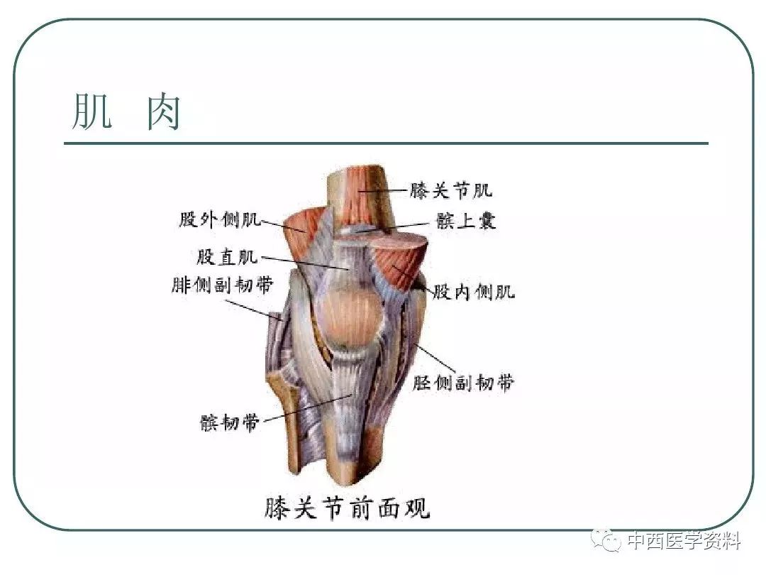 膝关节上面观图片