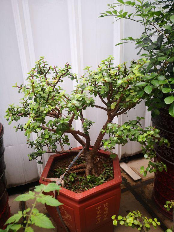 原创王先生养出金枝玉叶老桩第一次见造型太精美了