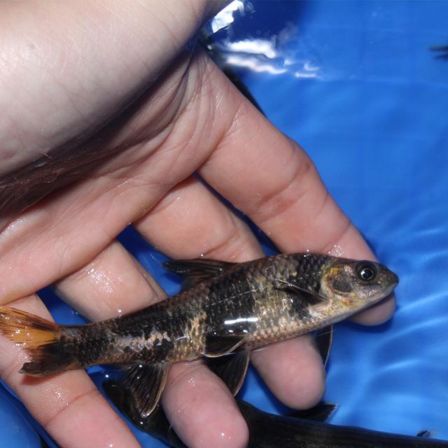 华鳈人工池塘生态混养繁育技术