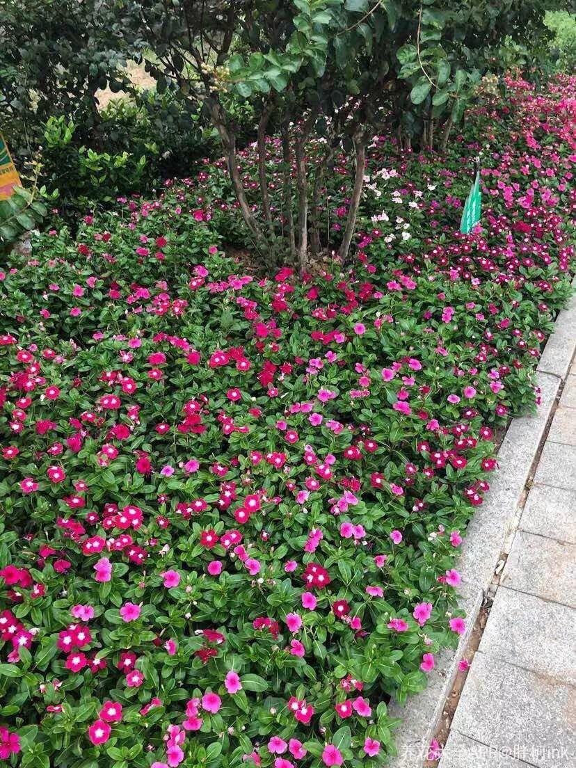 这7种路边常见的野花,天一热就开爆,忍不住想要全抱回家!_绿化带