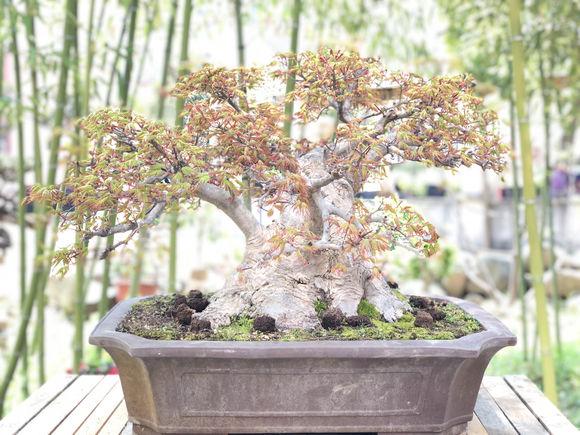 比较得意的一颗矮霸红枫