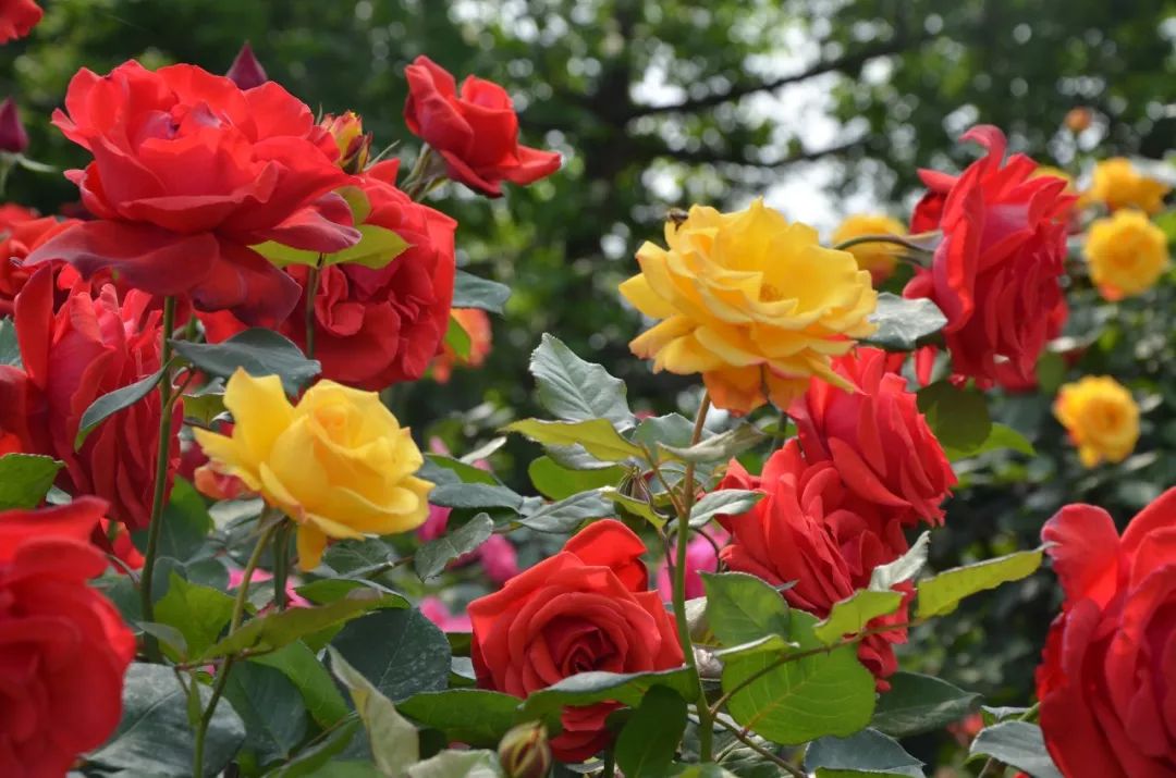 绵德双城记丨距德阳20分钟的网红打卡地!赏花,抓鱼,品美食.赶紧约!
