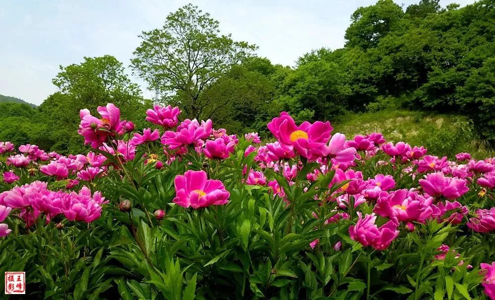 文旅金寨吴家店白芍花海美翻了