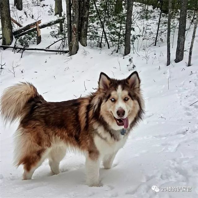 比格 騎士國王查爾斯獵犬