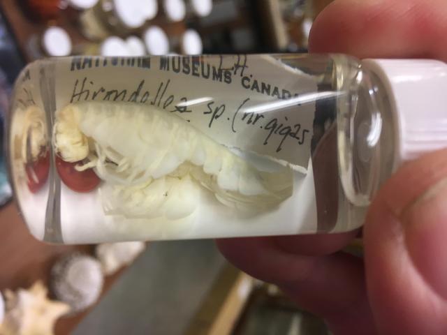 短脚双眼钩虾研究人员发现,短脚双眼钩虾在其内脏中使用含糖化学物质