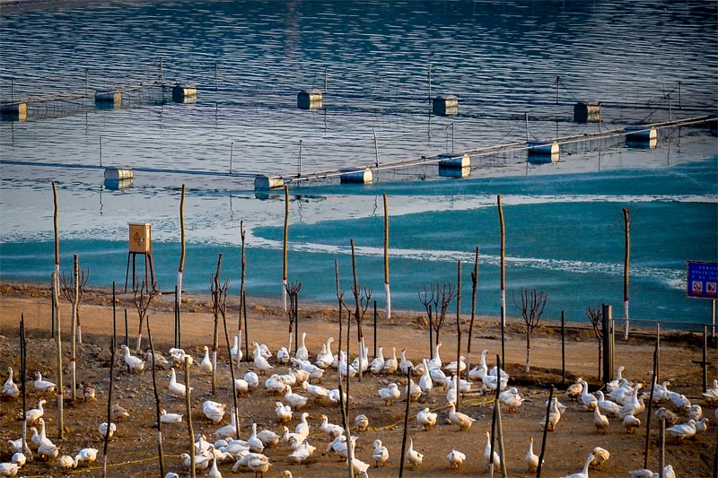 (张海江  摄影) 为推动乡村生态振兴,武安市磁山二街新上鹅,鱼养殖场