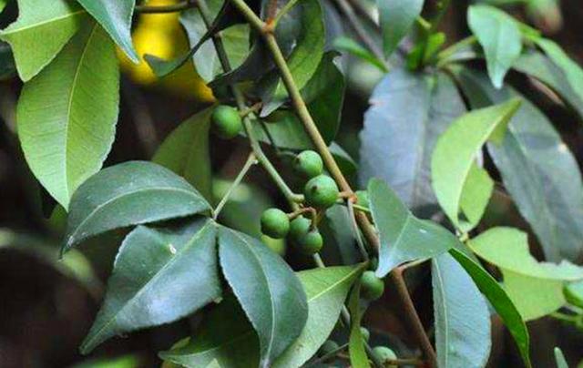 農村這野生植物,以前農民看到就砍伐,卻不知它是上好的藥材_飛龍掌