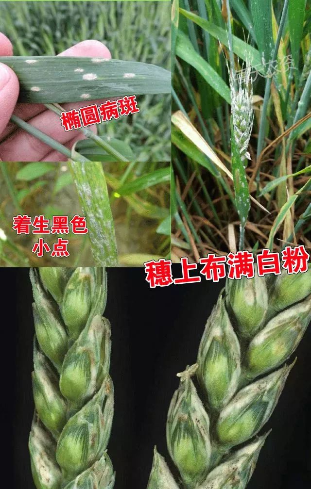 4~5月是小麦抽穗,成穗的关键时期,同时也正是小麦白粉病的高发期.