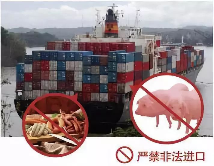 非洲猪瘟来袭玉林侬真的都不敢吃猪肉了吗