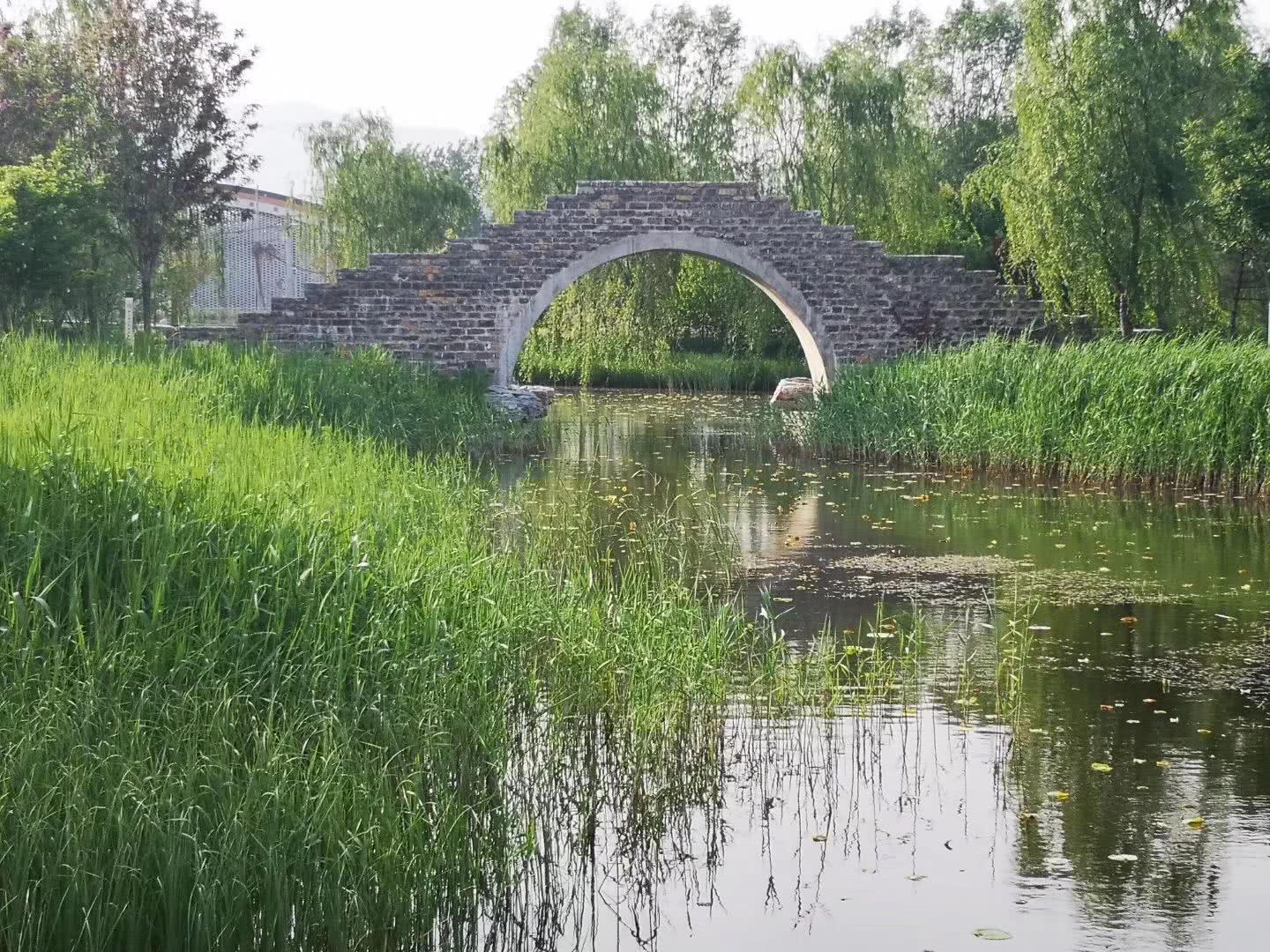 北京玉泉山下的郊野公园油菜花开成海人少还免费