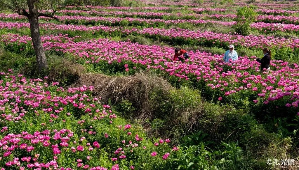 文旅金寨吴家店白芍花海美翻了