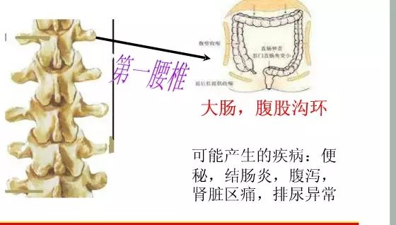 頸椎胸椎腰椎與全身的疾病的對照圖