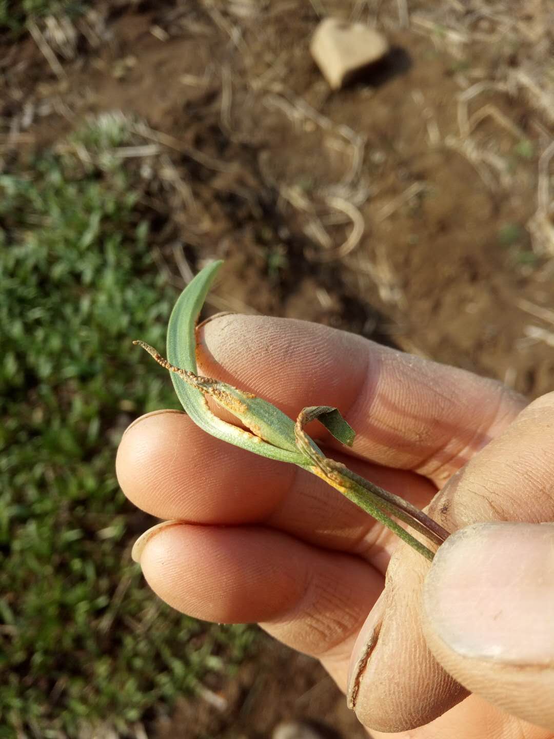 目前市场上的商品贝母有浙贝母,川贝母,平贝母,伊贝母.