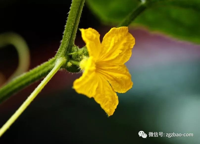 黄瓜花打顶咋防治