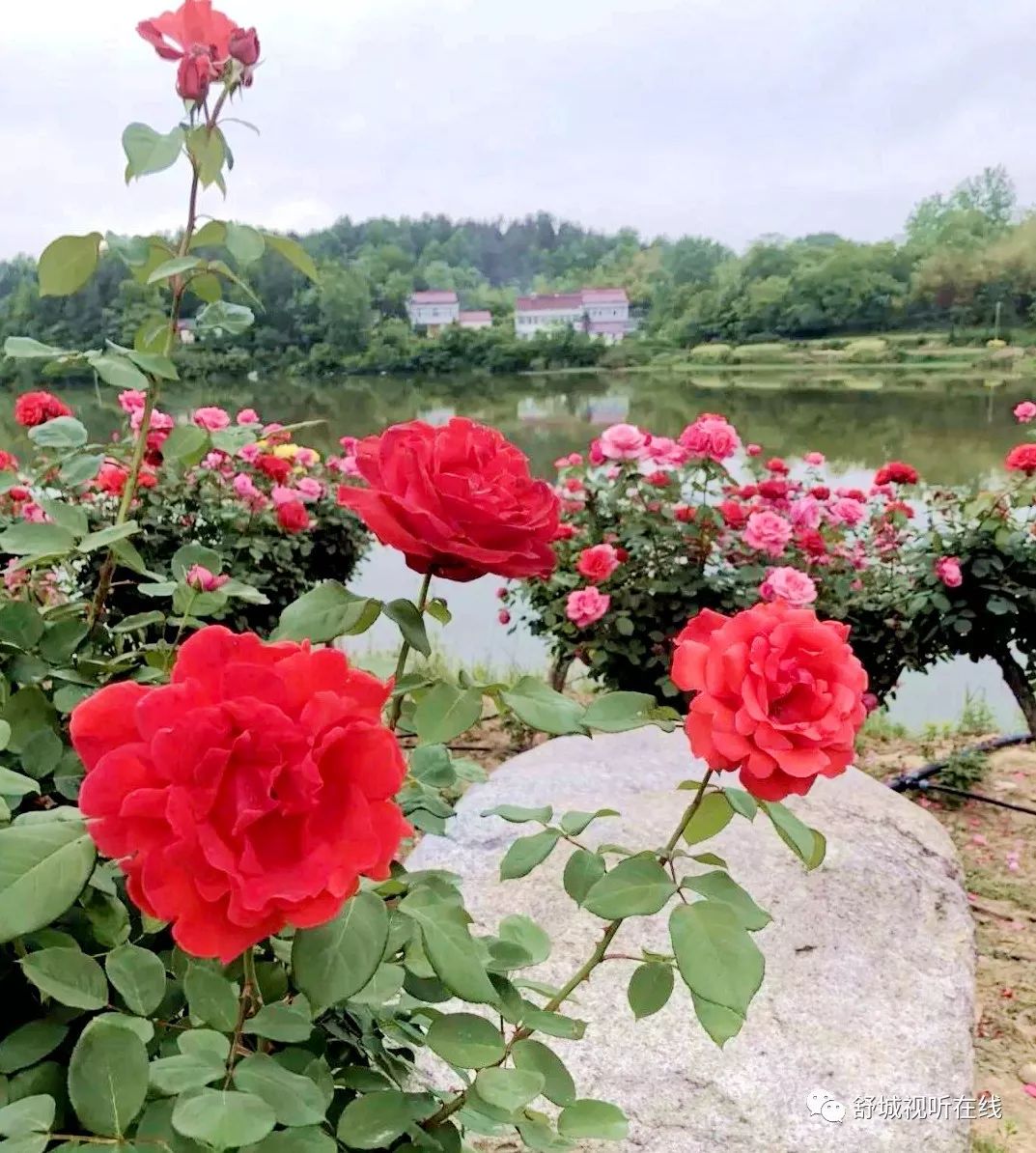 舒城百亩月季花海盛开你去了吗