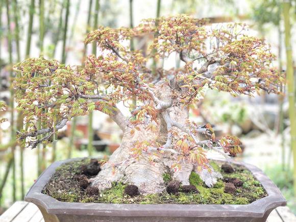 比较得意的一颗矮霸红枫