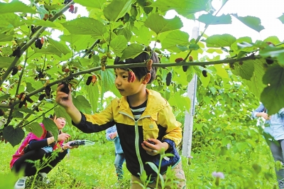 武汉周边自驾游,母亲节来武汉郊区采摘桑葚