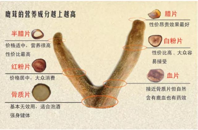 鹿茸各部位划分图图片