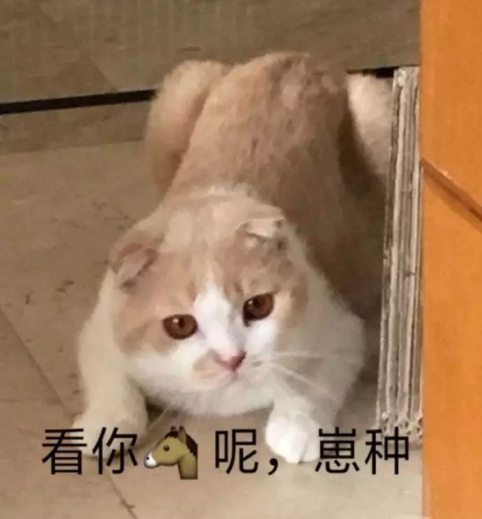 可愛小貓表情包