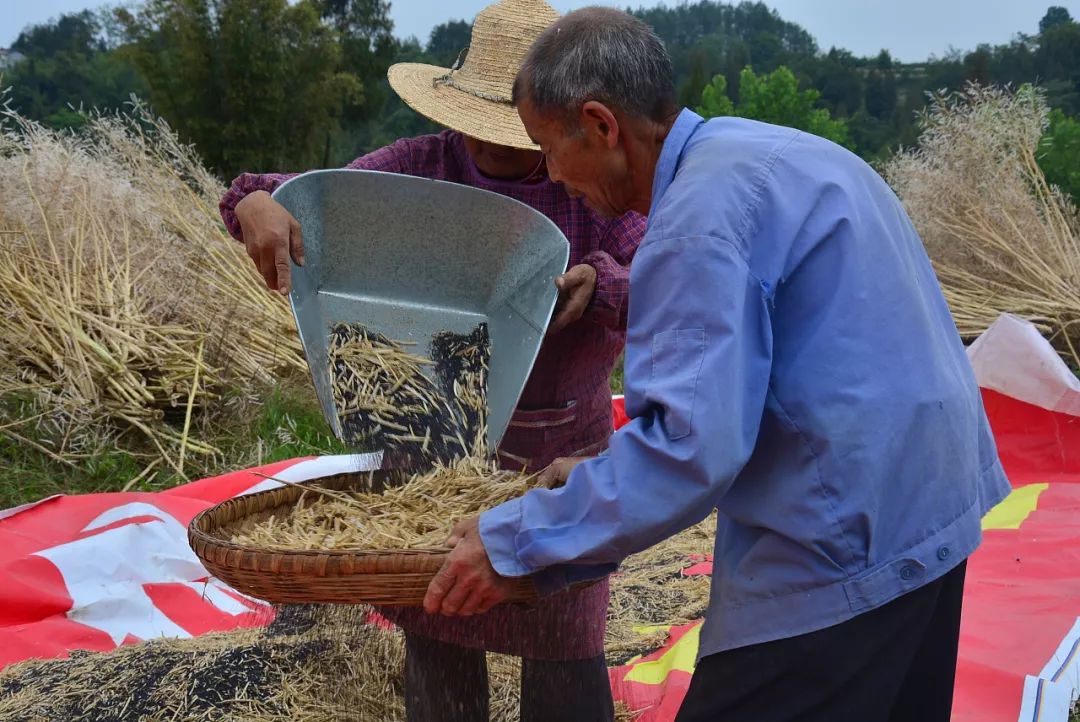 所有丹棱人编妹儿带你去田头打菜籽吃新油咯