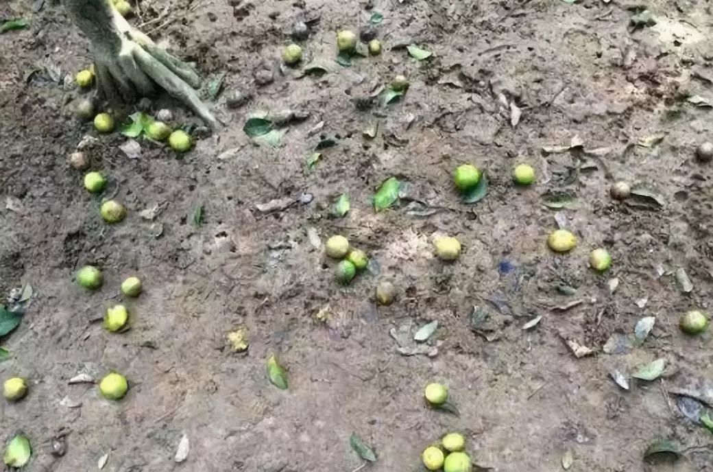 即便开花也会落花落果,故密植荫蔽园多是树冠表面结果