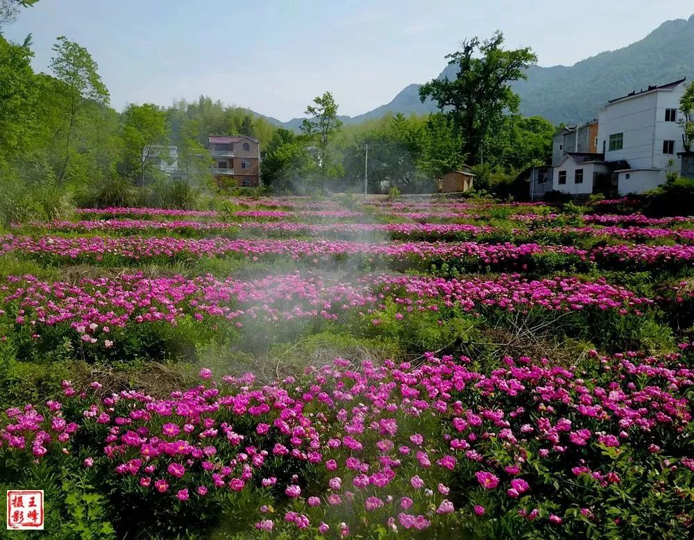 文旅金寨吴家店白芍花海美翻了