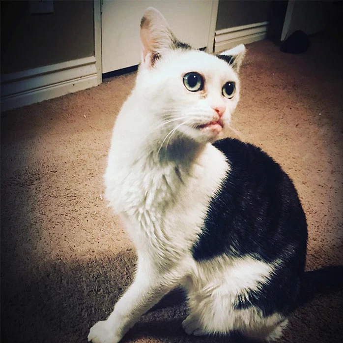 原创长了一张"猴脸"的猫,出生两天后就被遗弃在收容所