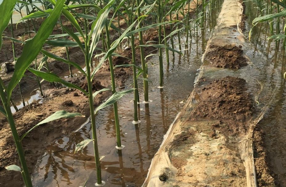 专家读生姜出苗不整齐原因何在