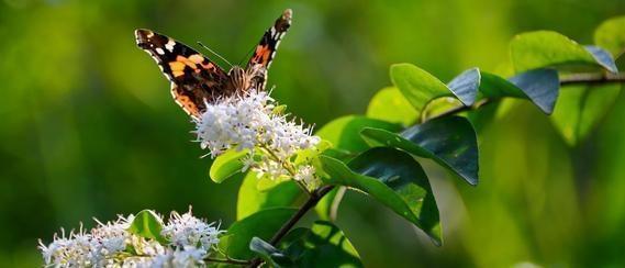 它们这些花蜜呢,主要就是为了吸引一些小昆虫来给它授粉,小蜜蜂闻到